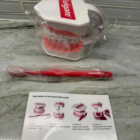 Colgate Large Teeth Educational Model with Brush unopened - Picture 4 of 5